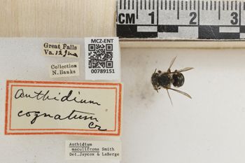 Media type: image;   Entomology 789151 Aspect: Labels